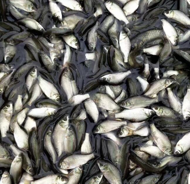 淡水鱼苗常见的几种培育方法